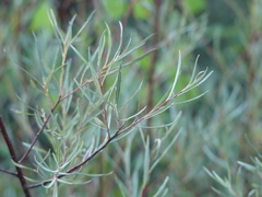 Salix eleagnos