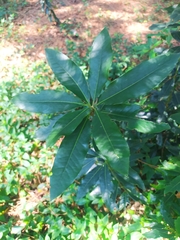 Pittosporum undulatum