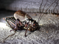 Cyphoderris monstrosa