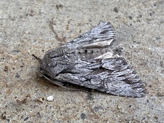 Fishia yosemitae