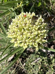 Asclepias asperula