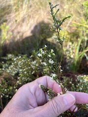 Lachnaea