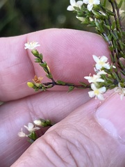 Lachnaea