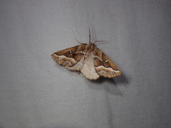 Caripeta angustiorata