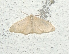 Idaea straminata