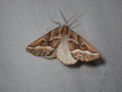 Caripeta angustiorata