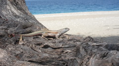 Red-Sided Curly-Tailed Lizard photo 4