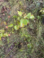 Crataegus phaenopyrum