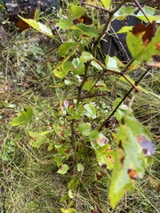 Crataegus phaenopyrum