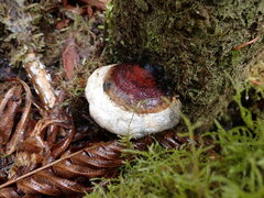 Fomitopsis mounceae