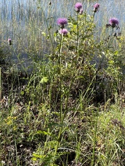 Cirsium muticum
