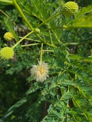 Leucaena leucocephala
