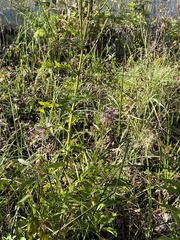 Cirsium muticum