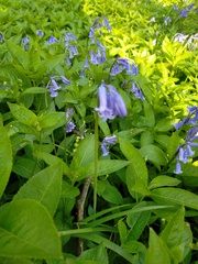 Hyacinthoides non-scripta