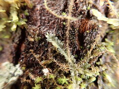 Lophocolea bidentata