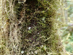 Lophocolea bidentata