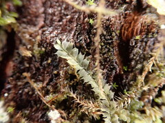 Lophocolea bidentata