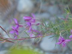 Chamaenerion dodonaei