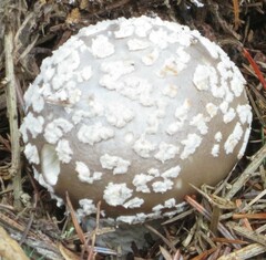 Amanita excelsa