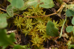 Syntrichia
