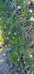 Felicia filifolia