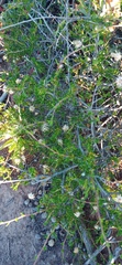 Felicia filifolia