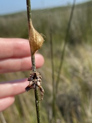 Acanthepeira