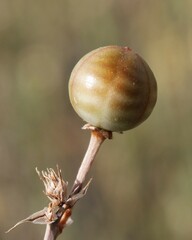 Asphodeline liburnica