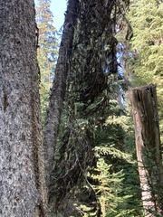Certhia americana