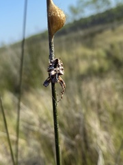 Acanthepeira