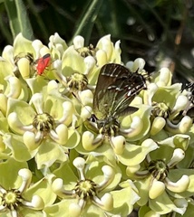 Callophrys gryneus