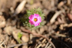 Oxalis heterophylla