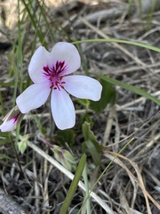 Pelargonium elegans