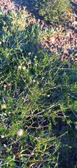 Felicia filifolia