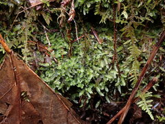 Pseudotaxiphyllum elegans