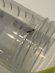 Tetramorium bicarinatum