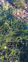 Felicia filifolia