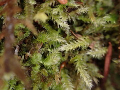 Pseudotaxiphyllum elegans