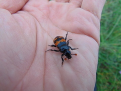 Nicrophorus marginatus