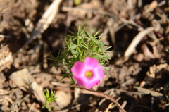 Oxalis heterophylla