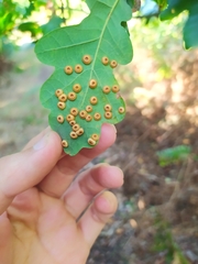 Neuroterus numismalis