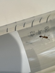 Tetramorium bicarinatum