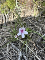 Pelargonium elegans