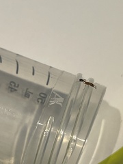 Tetramorium bicarinatum
