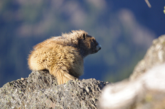Marmota olympus