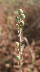 Asphodeline liburnica
