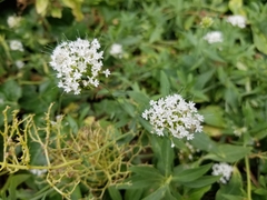 Valeriana sitchensis