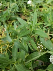 Valeriana sitchensis