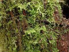 Claopodium crispifolium