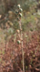 Asphodeline liburnica